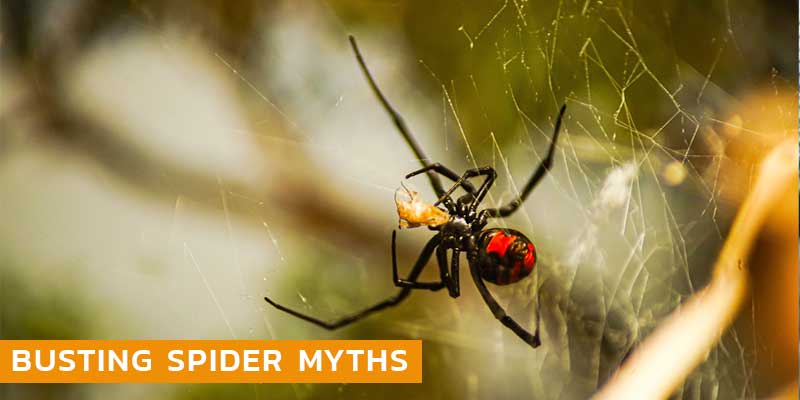 Busting Spider Myths Phoenix AZ