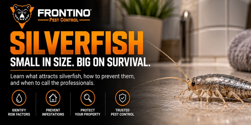Silverfish Are Stranger Than You Think: 7 Surprising Facts