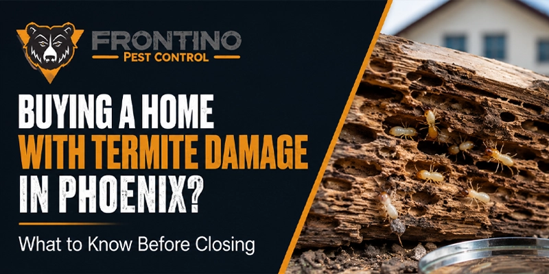 Buying a Home With a History of Termites: What Every Phoenix Homebuyer Should Know