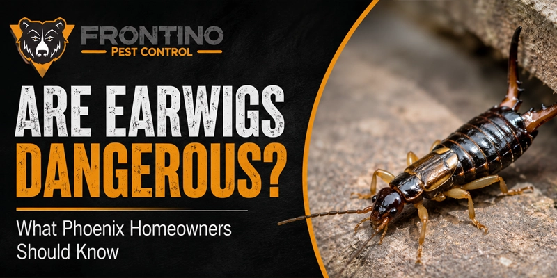 Earwigs in Phoenix: What They Are and How to Get Rid of Them