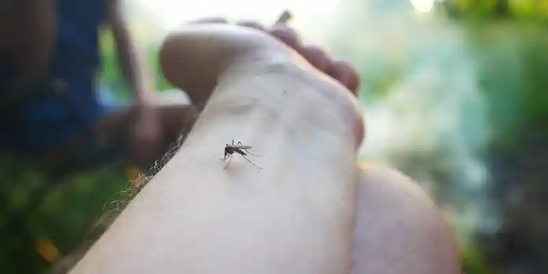 FAQs About Summer Mosquitoes in Phoenix AZ