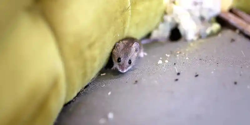 The Dangers of DIY Pest Control: When to Call a Professional Phoenix AZ