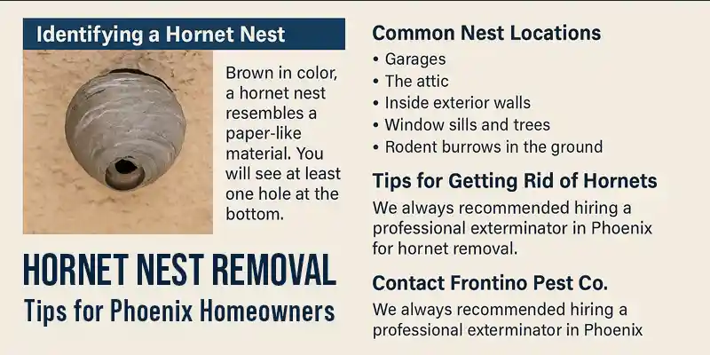TWhat to Do if You Find a Hornet Nest on Your Phoenix Property