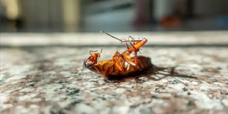 Why Are Cockroaches so Hard to Kill? Phoenix AZ